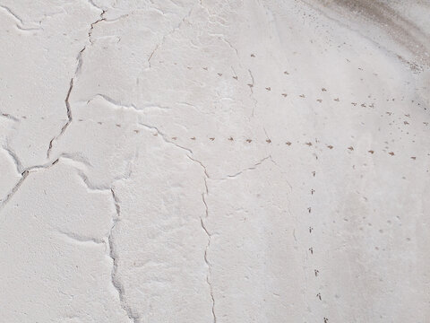 Aerial view of cracked earth and delicate animal tracks etched across a stark, white expanse, Old Chandler Potash Mine Site, Western Australia, Australia.