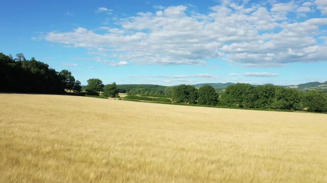Expansive golden wheat field under a blue sky with scattered clouds in the Morvan countryside, France. Lush green trees and distant hills create a peaceful rural landscape.