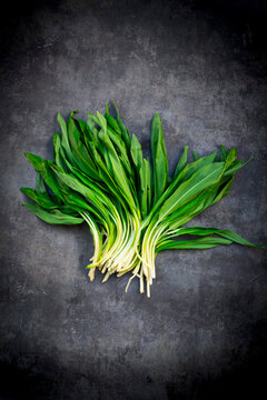 Fresh wild garlic leaves Allium ursinum on black concrete background