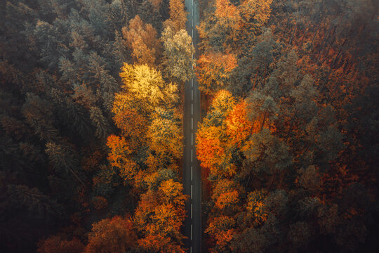 Aerial view of a winding road cutting through a vibrant tapestry of autumnal foliage, with hues of gold, orange, and deep green, Wiezyca, Pomeranian Voivodeship, Poland.