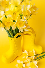 Naklejka premium Close-up of bouquet of spring daffodils. Yellow narcissus in rubber boot against bright yellow background. Floral card for International Women's Day, March 8, birthdays and Easter