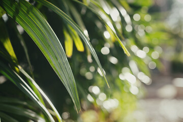 Close up of green palm leaves with beautiful morning sunlight and bokeh background.