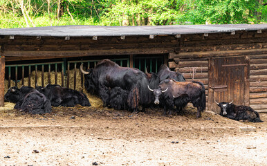 Herd of Indian buffaloes near a hay barn