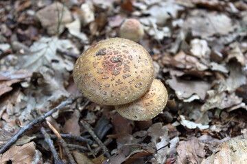 Amanita rubescens basidiomycete fruiting bodies in forest leaf litter