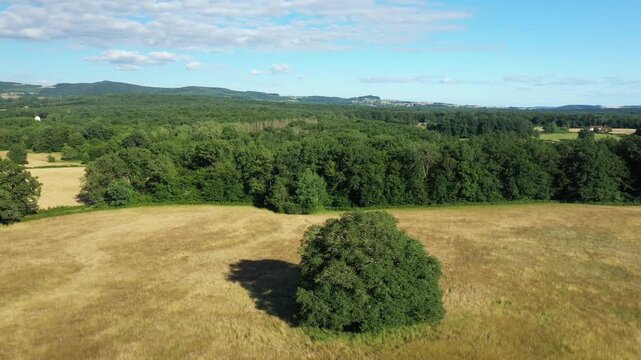 Aerial view of a lush green forest and golden field under a blue sky in the Morvan region, France. Tranquil rural scenery with a single tree casting a shadow in the foreground.