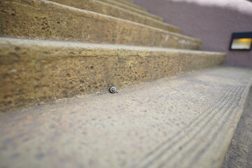 階段に佇むカタツムリ