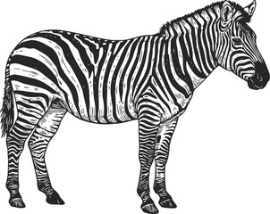 Fototapeta premium Detailed black and white zebra illustration with stripes and mane, side view animal drawing