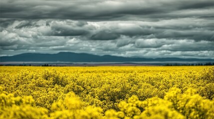 Obraz premium Fields of Bright Yellow Rapeseed Flowers Under a Dramatic Sky