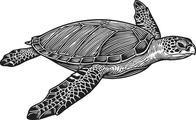 Fototapeta premium Detailed vintage black and white sea turtle swimming illustration with textured shell and flippers