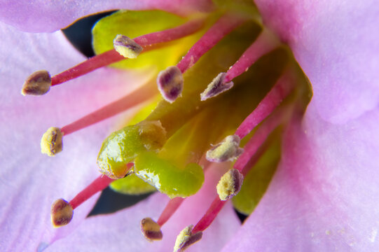 Primer plano macro del estigma y estambres con polen en el centro de una flor p&uacute;rpura.
