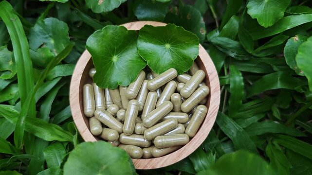 Herbal capsules contain powdered gotu kola and gotu kola leaves in a wooden bowl.A natural dietary supplement.