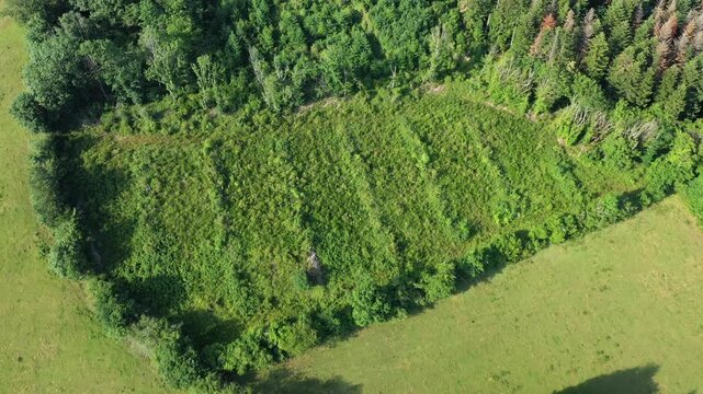 Drone shot of lush green forest and meadow landscape in the Morvan countryside, France. Dense trees and natural vegetation create a vibrant rural scene.