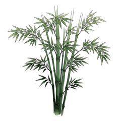 Obraz premium A detailed illustration of a bamboo plant with green stems and leaves