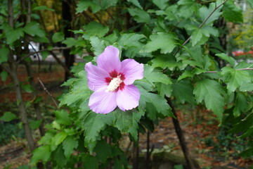 Rain drops on one pink flower of Hibiscus syriacus in August © Anna