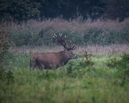 Red deer stag with large antlers standing in tall grass and reeds in a natural wetland habitat. Wildlife scene showing European deer in autumn light, symbolizing nature, wilderness, strength and