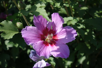 Single pink flower of Hibiscus syriacus with bee in mid September © Anna