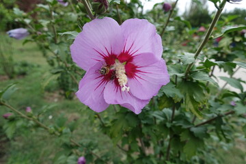 Two bees pollinating pink flower of Hibiscus syriacus in September © Anna