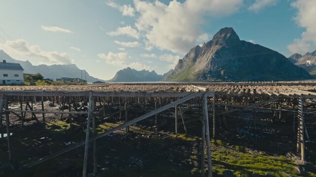 Arctic cod fish hang on traditional wooden hjell racks in Lofoten, Norway, air-drying in cold wind and sun, with dramatic mountains rising in the background.