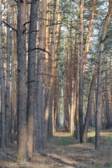 Obraz premium Sunlight in dense pine forest with tall tree trunks