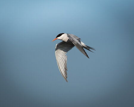 Wildlife photograph of a common tern in flight captured against a clean blue sky with wide open space. The elegant seabird shows long narrow wings and streamlined body, creating a strong sense of