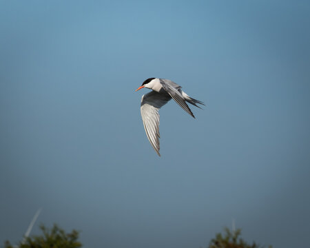 Wildlife photograph of a common tern in flight captured against a clean blue sky with wide open space. The elegant seabird shows long narrow wings and streamlined body, creating a strong sense of
