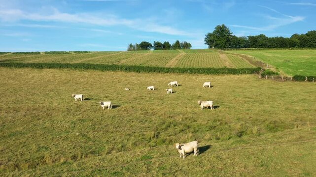 A group of white cows graze on a green pasture under a blue sky in the Morvan region of France. Scenic rural landscape with rolling hills and distant trees.