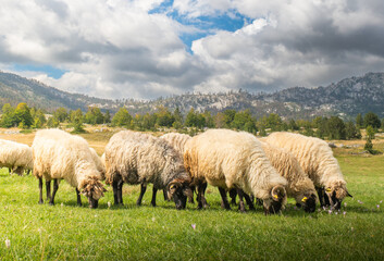 Obraz premium A flock of sheep grazing on a grassy hill.