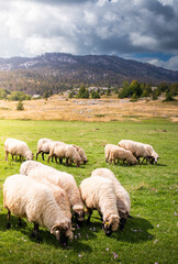 Fototapeta premium A flock of sheep grazing on a grassy hill.