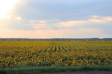 Fototapeta premium Sunflower field at sunset with dramatic sky and rural horizon