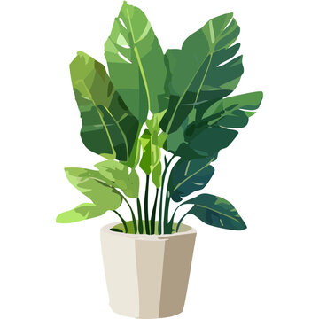 minimalist flat design vector illustration of a bird of paradise houseplant in a white pot isolated