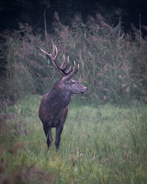 Red deer stag with large antlers standing in tall grass and reeds in a natural wetland habitat. Wildlife scene showing European deer in autumn light, symbolizing nature, wilderness, strength and