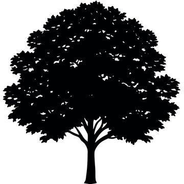 A black gum tree silhouette vector illustration 