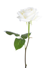 Obraz premium White Rose with green leaf isolated on white background.