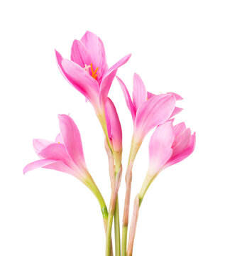 Pink Lilies isolated on a white background. Zephyranthes carinata.