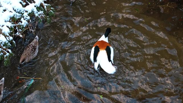 Common shelduck swimming in dark water near snowy bank. High angle view of colorful waterfowl in water with ripples and snow.