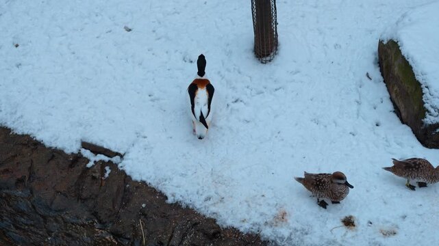 Group of ducks on snow covered ground near water. Common shelduck and small brown ducks standing on snow in winter.