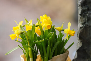 Obraz premium Beautiful yellow daffodils on a grave in spring. Empty space for text. Daffodils are hardy perennial bulb flowers which thrive well in the Finnish climate.