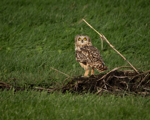 Fototapeta premium Wildlife photograph of a short eared owl standing alert on a grassy field in open farmland habitat. The owl displays its distinctive yellow eyes and mottled brown plumage while resting on the ground