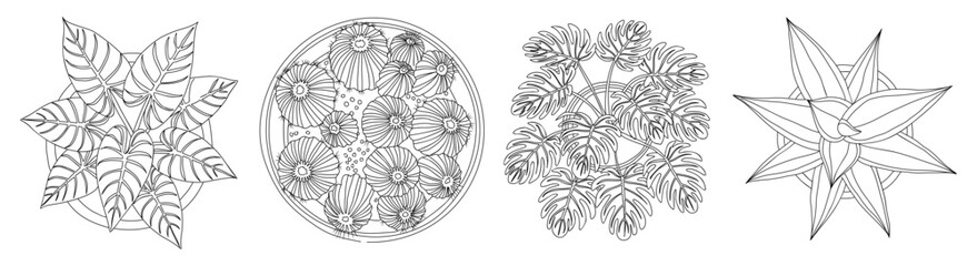 Detailed black line drawing featuring botanical studies, including Alocasia, Snake Plant,Sansevierie, Philodendron, cactus, succulent, in intricate outline style on transparent background © Creative_Juice_Art