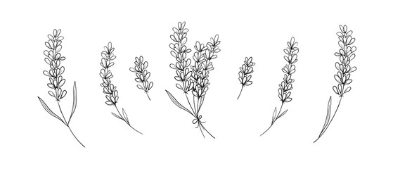 Sketch illustration line art style. Thin delicate lavender sprig set flowers isolated on white background. Black and white hand drawn. Ideal for coloring, design and illustrations, print, tattoo.  © al