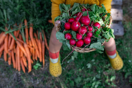 Harvesting fresh radish and carrot in a summer countryside garden