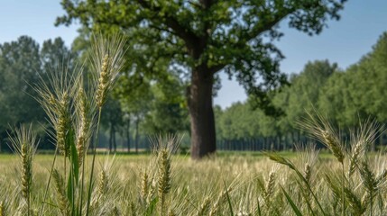 Lush Green Wheat Field Under Clear Blue Sky with Majestic Tree