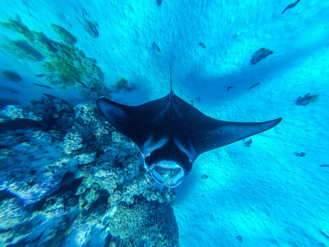 Manta ray swimming over coral reef in Maupiti French Polynesia underwater