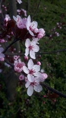 śliwa wiśniowa czerwonolistna © Gabriela