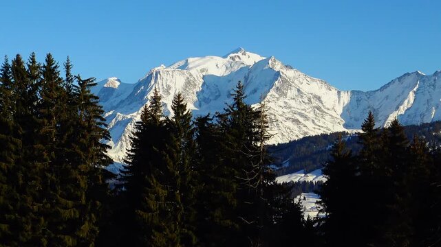 Snow covered Mont Blanc massif rises above a dense pine forest under a clear blue sky in winter. Scenic alpine landscape in the French Alps.