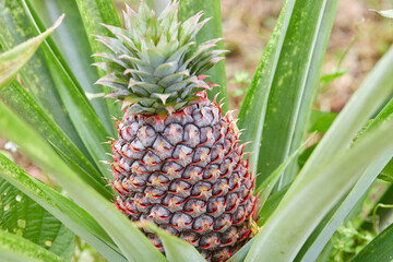 Young Pineapple Growing on a Plant