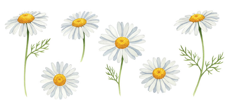 daisies on white