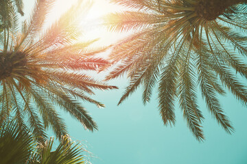 Fototapeta premium Palm trees on a tropical beach against a blue sky. Low Angle View. Toned image 