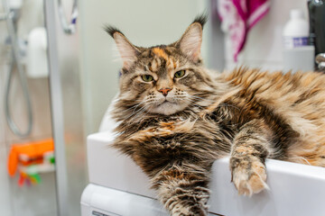 Portrait of an adult Maine Coon cat at home on a washing machine