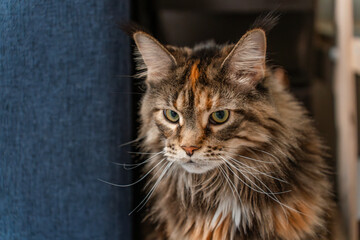 Beautiful Maine Coon cat at home on the couch